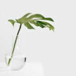 Cheese plant leaf in clear glass vase